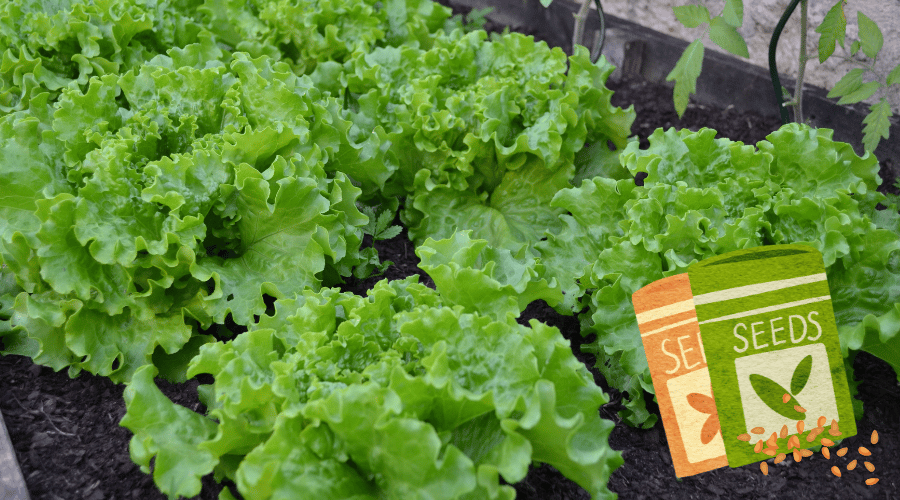 Picture of Greenhouse Growing: Lettuce - Greenhouse Reviews